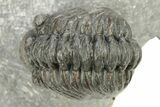 Phacopid (Adrisiops) Trilobite - Jbel Oudriss, Morocco #259597-1